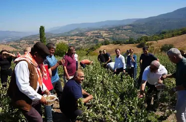 Sındırgı’da aronya hasat şenliği coşkusu
