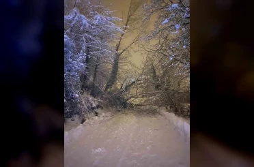 Sinop’ta ağaç devrildi 