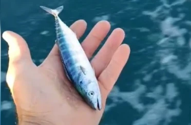 Sinop’ta sezonun uğuru yakalandı 