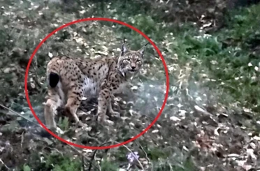 Sinop’ta vaşak görüntülendi 