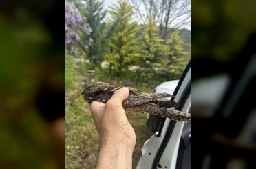 Sinop’ta yaralı kuşa şefkat eli 