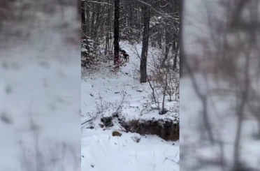 Sinop’ta yiyecek arayan karacalar kameralara yansıdı 