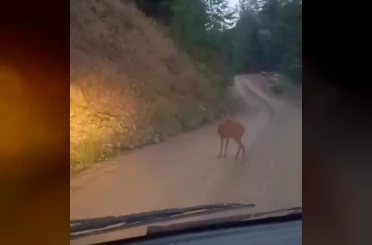 Sinop’ta yol ortasında dinlenen karaca kameraya yansıdı 