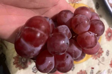 Sıra dışı üzüm tanesi görenleri hayrete düşürdü 