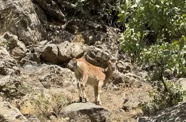 Şırnak’ta dağ keçileri görüntülendi
