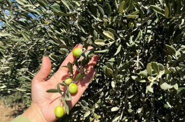 Şırnak’ta zeytin rekoltesi için ilk veriler toplandı 