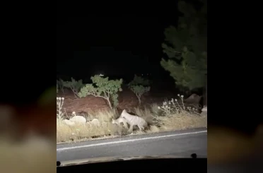 Sırtlanın avını bütün halinde taşıması kameraya yansıdı 
