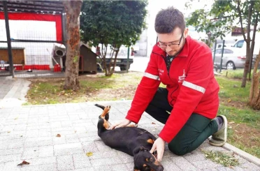 Şişli Belediyesi’nden sokak hayvanlarına şefkat eli 