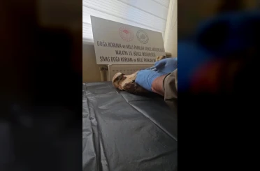Sivas’ta bitkin halde bulunan şahin, yeniden doğaya salındı 