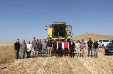 Sivas’ta ilk kez toprakla buluşturulan 5 farklı çeşit buğday hasat edildi 