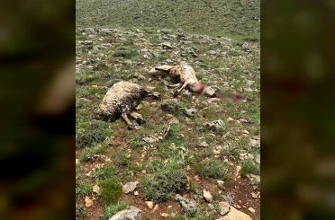 Sivas’ta koyun sürüsünün üzerine yıldırım düştü, 5 koyun telef oldu 