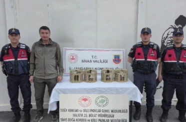 Sivas’ta usulsüz ele geçirilen 4 keklik doğaya salındı 