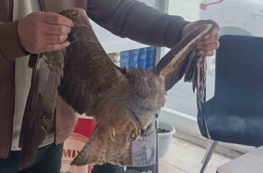 Sivas’ta yaralı bulunan Kızıl şahin koruma altına alındı 
