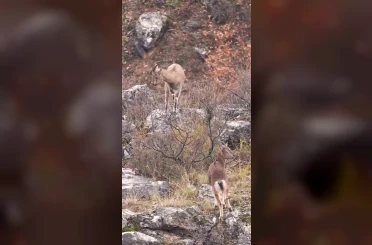Sivas’taki vahşi yaşam, Milli Parklar kamerasına yansıdı 