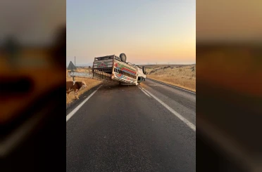 Siverek-Çermik kara yolunda hayvan yüklü kamyonet devrildi 