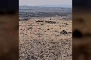 Siverek kırsalında ceylanlar görüntülendi 