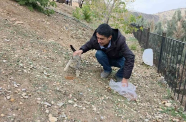 Siverek’te sahipsiz kedilere mama bırakıldı 