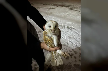 Soğuklardan kaçıp ahıra sığındı 