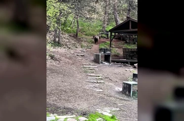 Soğuksu Milli Parkı’nda ayı ailesi görüntülendi 