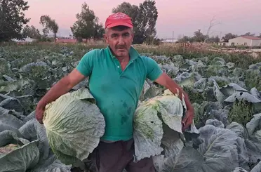 Söğütlü lahanasında hasat başladı
