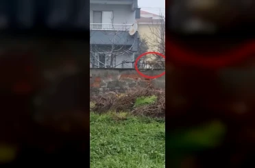 Sokak aralarında gezen tilki dikkat çekti 
