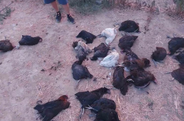 Sokak köpekleri 25 tavuğu telef etti 