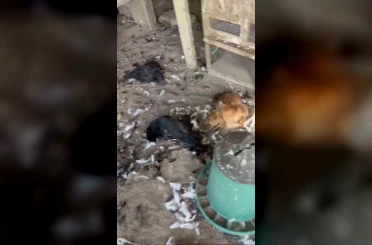 Sokak köpekleri kümese girdi, 30 tavuk telef oldu 