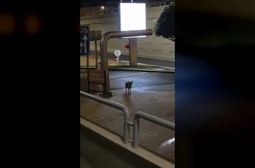 Sokakta gece gezintisi yapan tilki kameraya yakalandı: Kamerayı fark edince bakakaldı 