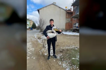 Sokakta gezerken pelikan buldu 