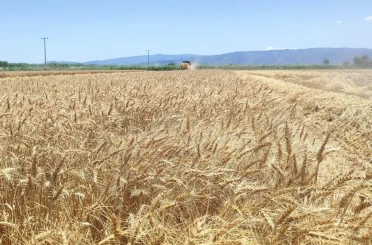 Söke Ovası’nda buğday hasadı heyecanı sürüyor 