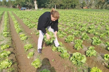 Söke’de gıda güvenliği için marul tarlalarında numune alındı 