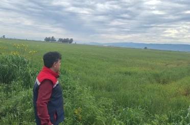 Söke’de hububat ekili araziler denetlendi 