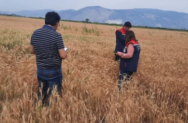 Söke’de hububat tarlalarında sıkı denetim 
