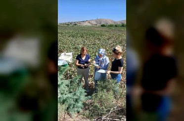 Söke’de pamukta pembekurt zararlısına karşı uyarı 