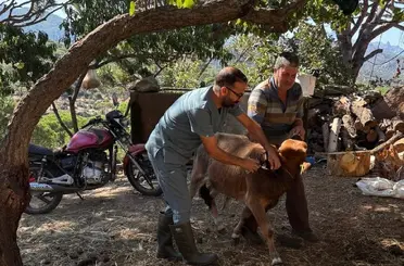 Söke’de sonbahar dönemi şap aşılama çalışmaları sürüyor
