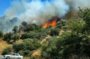 Söke’de yol kenarında çıkan yangın zeytinliğe sıçradı 