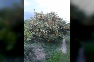 Söke’de zararlı popülasyonunda artış görüldü 