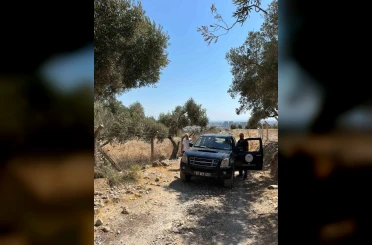 Söke’de zeytin rekolte tahmin çalışmaları başladı 