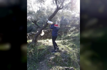 Söke’de zeytin sineği mücadelesi devam ediyor 