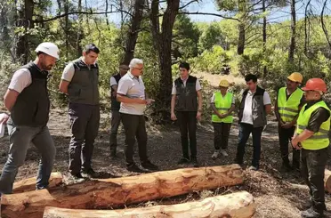Soma ormanlarında yangın riskine karşı yoğun çalışma
