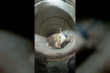 Su kuyusunda mahsur kalan keçiyi itfaiye kurtardı 