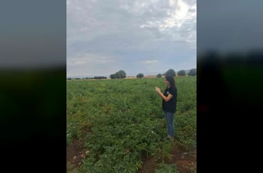 Şuhut’ta patates üretim alanlarında saha kontrolleri sürüyor 