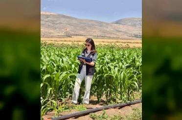 Şuhut’ta yem bitkileri ekili alanlarda saha çalışmaları devam ediyor 