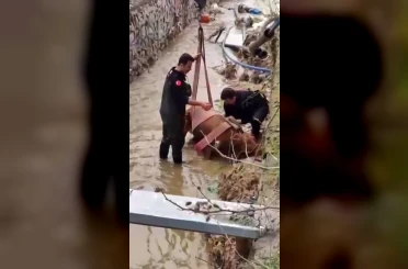 Sulama kanalına düşen ineği itfaiye kurtardı 