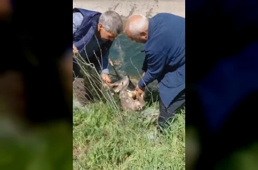 Sulama kanalına düşen karacayı vatandaşlar kurtardı 