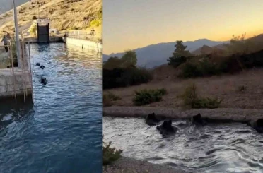 Sulama kanalında akıntıya kapılan domuz sürüsü ilginç görüntü oluşturdu 