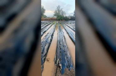 Sultanhisar’da sağanak çilek tarlalarını vurdu 