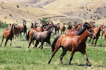 Sultansuyu’nun 15 safkan Arap tayı açık artırmayla satılacak
