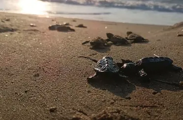 Sürpriz yuvadan 67 caretta caretta yavrusu çıktı
