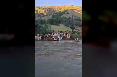 Sürü halinde suya girdiler, Kelkit Çayı’nı yüzerek geçtiler 